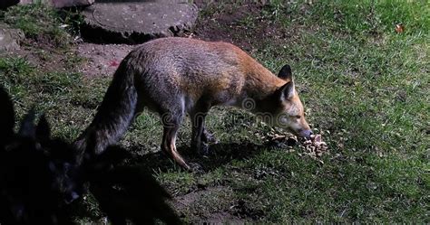 Red Fox Feeding in Urban Garden at Night. Stock Image - Image of asia ...