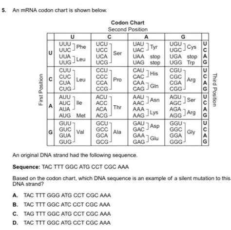 an mrna codon chart is shown below. codon chart second position an ...