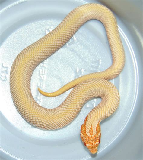 10 More Western Hognose Morphs