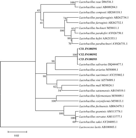 Phylogenetic Tree Based On S Rrna Gene Sequence Analysis Depicting