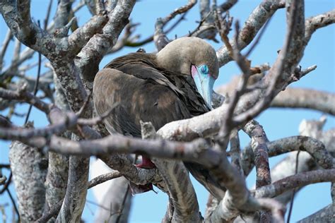 Dsc P Red Footed Booby Julene Bailie Flickr