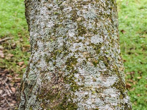 Ольха непальская – дерево и древесина – Alnus nepalensis