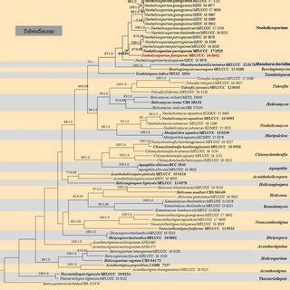 Simplified Phylogram Showing The Best Raxml Maximum Likelihood Tree