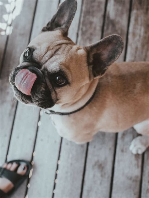 Effective Strategies to Prevent Your Dog from Licking Your Face - Hunter Games Magazine