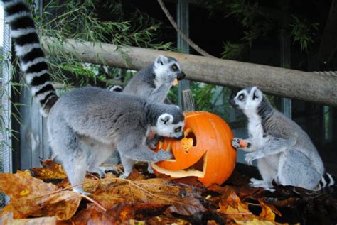 Howloween - Cougar Mountain Zoo