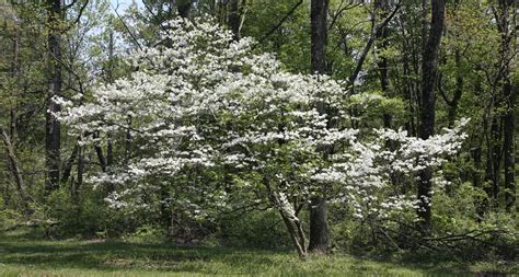 Dogwood