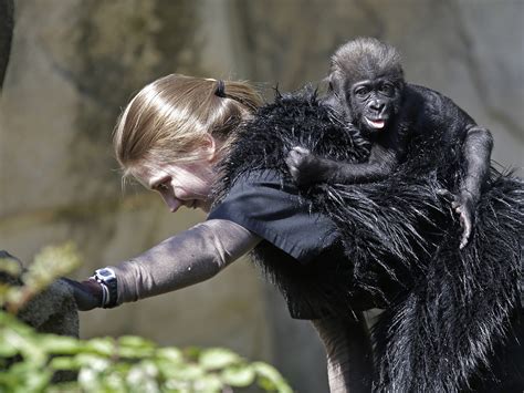 Zoo workers play mom for rejected baby gorilla - TODAY.com