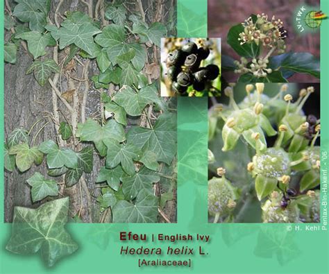 Hedera Helix L Efeu English Ivy