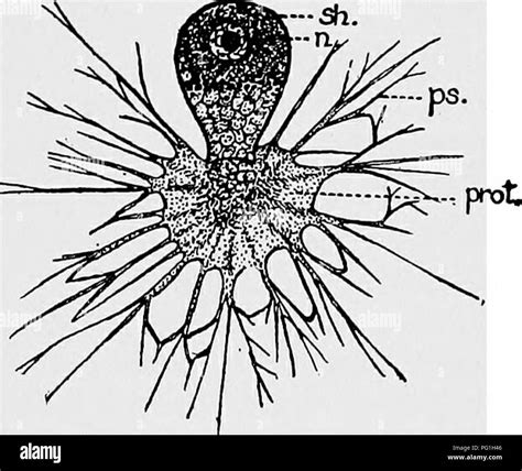 Sarcodina hi-res stock photography and images - Alamy