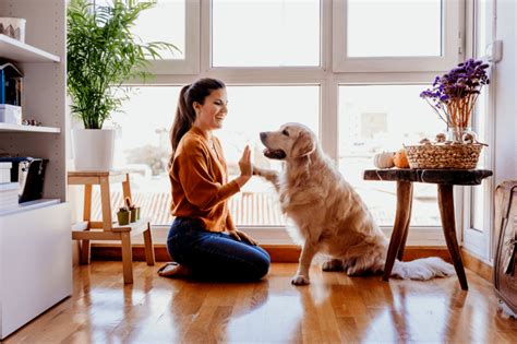 Understanding Pet Behavior Decoding Your Pets Signals Pet Care Bytes