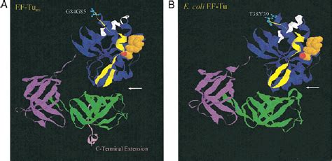 Comparison Of The Structures Of EF Tu Mt GDP And E Coli EF Tu GDP