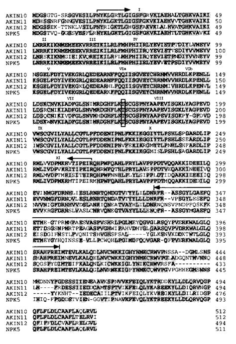 Amino Acid Sequence Comparison Of Akin10 Akin11 Akin12 And Npk5