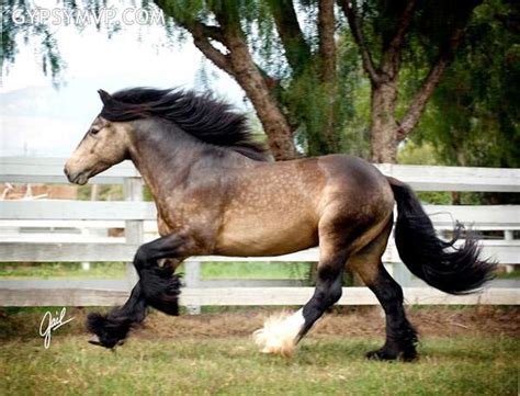 Gypsy Vanner Horses For Sale Stallion Sooty Buckskin Duke