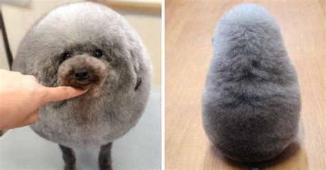 Fluffy Dog Comes Back From The Groomer And Becomes The Roundest Fluff ...