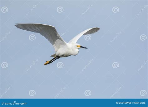 A Snowy Egret in Flight stock photo. Image of avian - 255458968