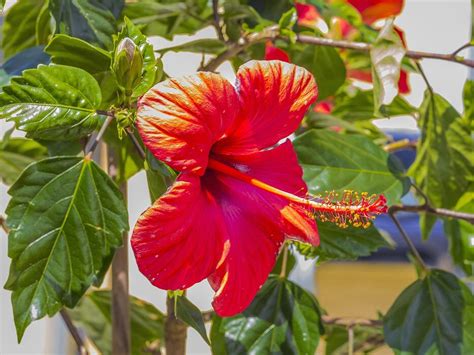 tropical hibiscus stock  images  backgrounds