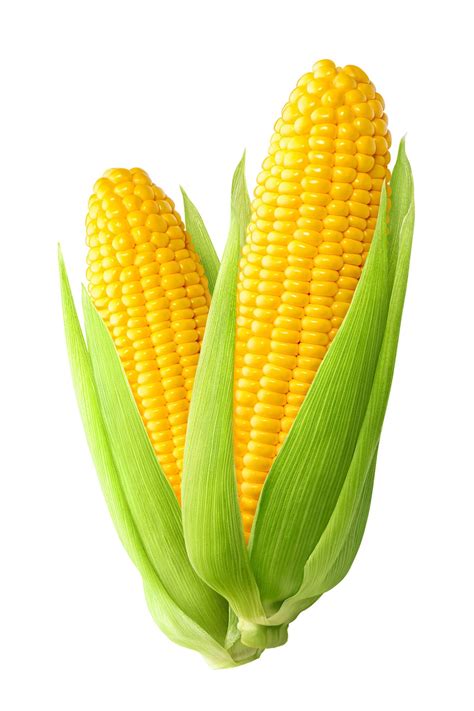 19 Companion Planting Corn Bronaghkajetan