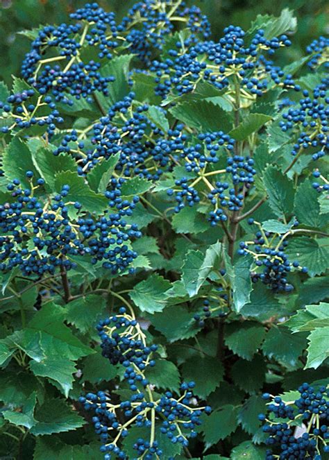 Blue Muffin® Arrowwood Viburnum Shrub - Hardy/Showy - Proven Winners