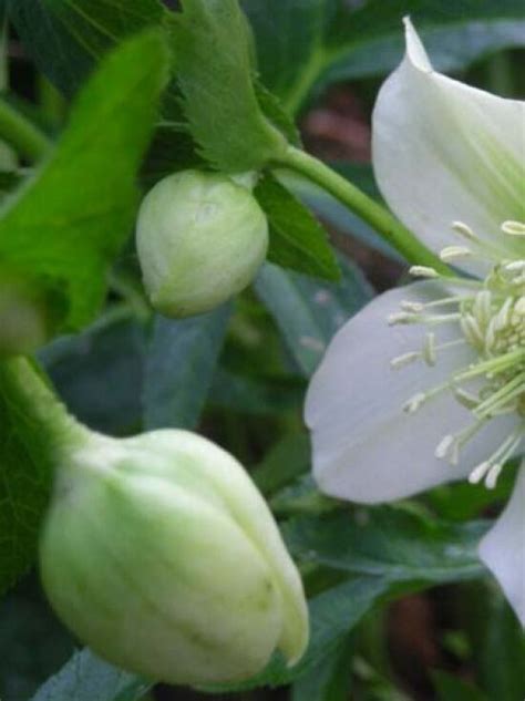 Frühlings Garten Nieswurz White Lady Helleborus Orientalis White Lady