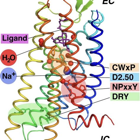 Protonation Establishes Communication Between NPxxY Motif And DRY Motif