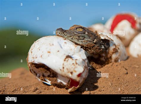 Nile Crocodile Hatching Stock Photo Alamy