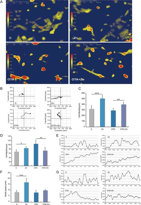 The Motion Performance Of Zinc Supplementation In HEK293 Cells In