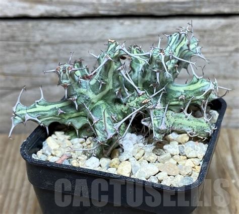 Shpr21507 Euphorbia Schizacantha Кактус онлайн