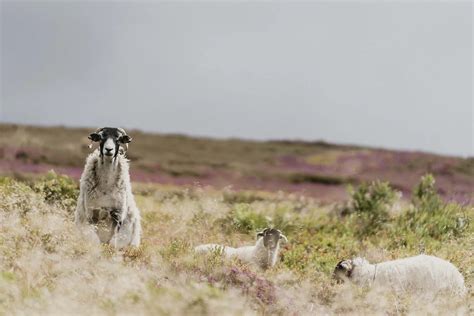 North York Moors National Park - Visit North Yorkshire