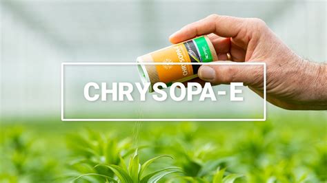 Chrysopa E Informatie Video Youtube