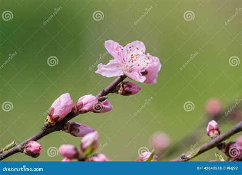 Peach Blossom Tree Flowers Close Up In Chengdu Stock Photo Image Of