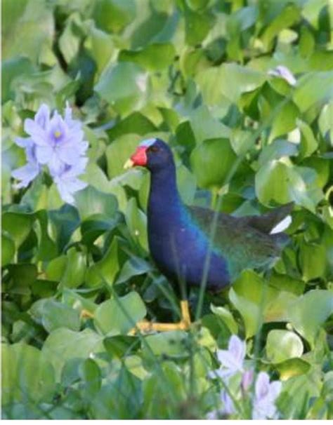 The Purple Gallinule Manzanillo Sun