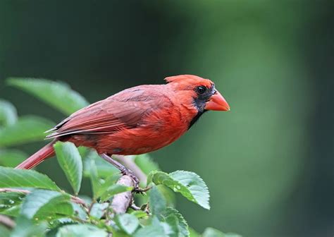 Cardinal Oiseau Nature Photo Gratuite Sur Pixabay Pixabay