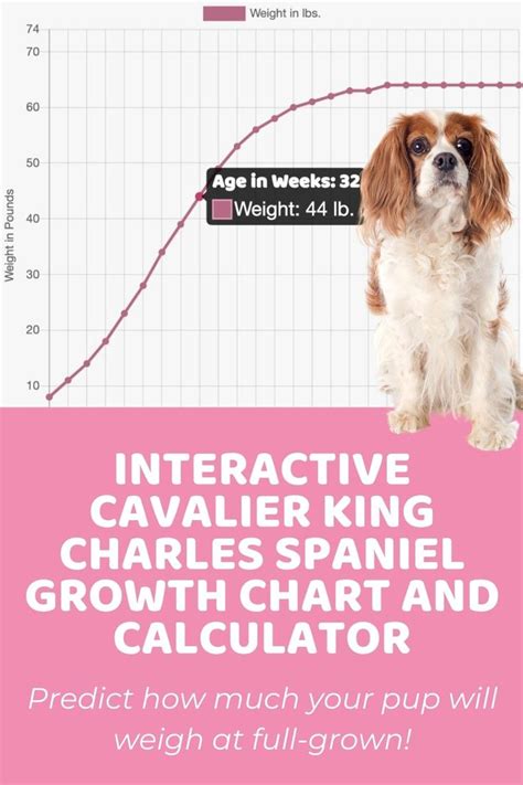 Interactive Cavalier King Charles Spaniel Growth Chart And Calculator