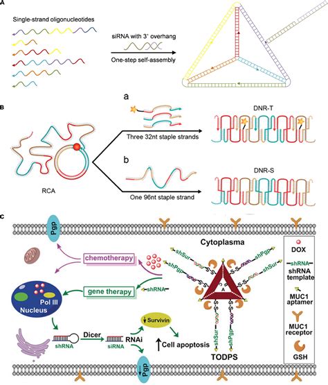 Frontiers DNA Functional Nanomaterials For Controlled Delivery Of