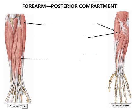 Forearm Posterior Compartment Diagram Quizlet