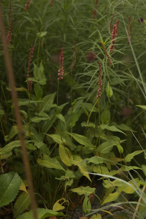 Persicaria Orangefield Scott Weber Flickr