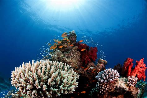 Aqaba Adventure Divers | 5-Stars PADI Aqaba Dive Center, Jordan