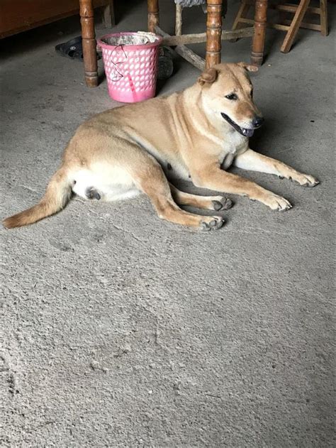 中華田園犬 每日頭條