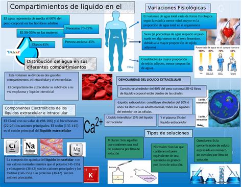 Infografía De Los Compartimientos Líquidos Del Organismo Diapositivas De Fisiología Docsity