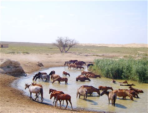 Kazakhstan flora and fauna: nature, animals, birds