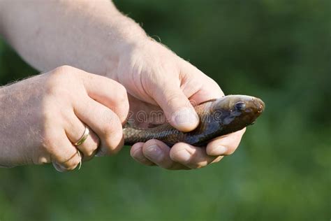 Roach fish stock photo. Image of hook, edge, person, relaxation - 15676482