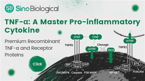 TNF-α: A Master Pro-inflammatory Cytokine | Technology Networks