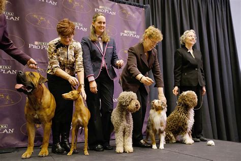 Facts About The Westminster Dog Show Readers Digest