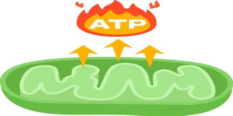 ATP Full Form - What is Full Form of ATP