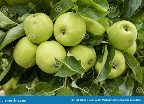 Organic Apples Hanging From A Tree Branch In An Organic Garden Stock