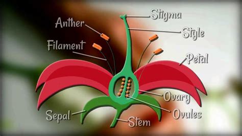 Flower Dissection Reproduction In Flowering Plants Youtube