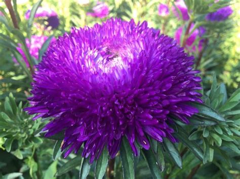 В Києві у ботанічному саду розквітли пухнасті айстри (фото) — УНІАН