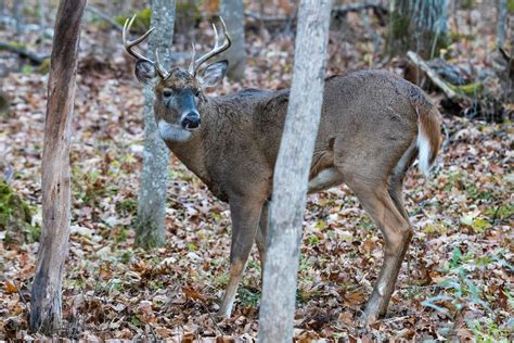 Wildlife Corridors Project AWES Agroforestry And Woodlot Extension