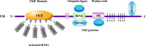 Frontiers Negative Regulation Of Receptor Tyrosine Kinases By