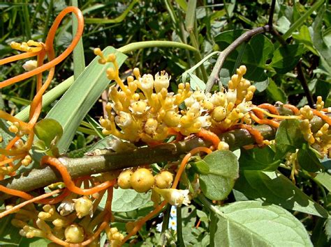 Повилика (97 фото) » НА ДАЧЕ ФОТО